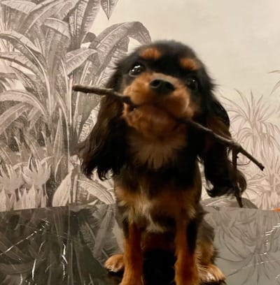 Love Is Terribly Inconvenient. My Ex Alexander & My New Pup Koko. By Dish Stanley